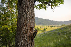 Open habitats in Komarnica: the land of endless sunsets